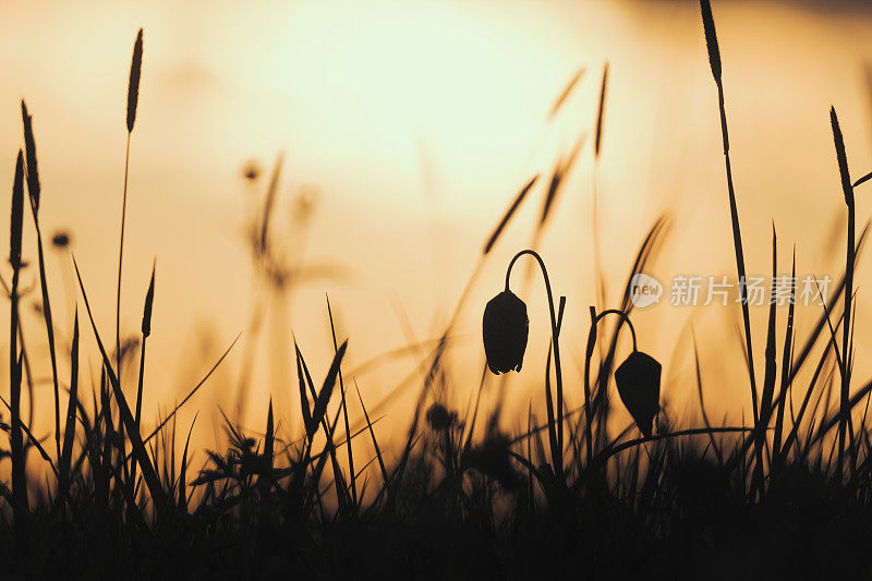 蛇头贝母(Fritillaria meleagris)在一个美丽的春天夕阳草场上